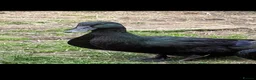 Ducks poultry for sale: Cayuga duck hatching eggs x 30  in Blackwood - Advert 1