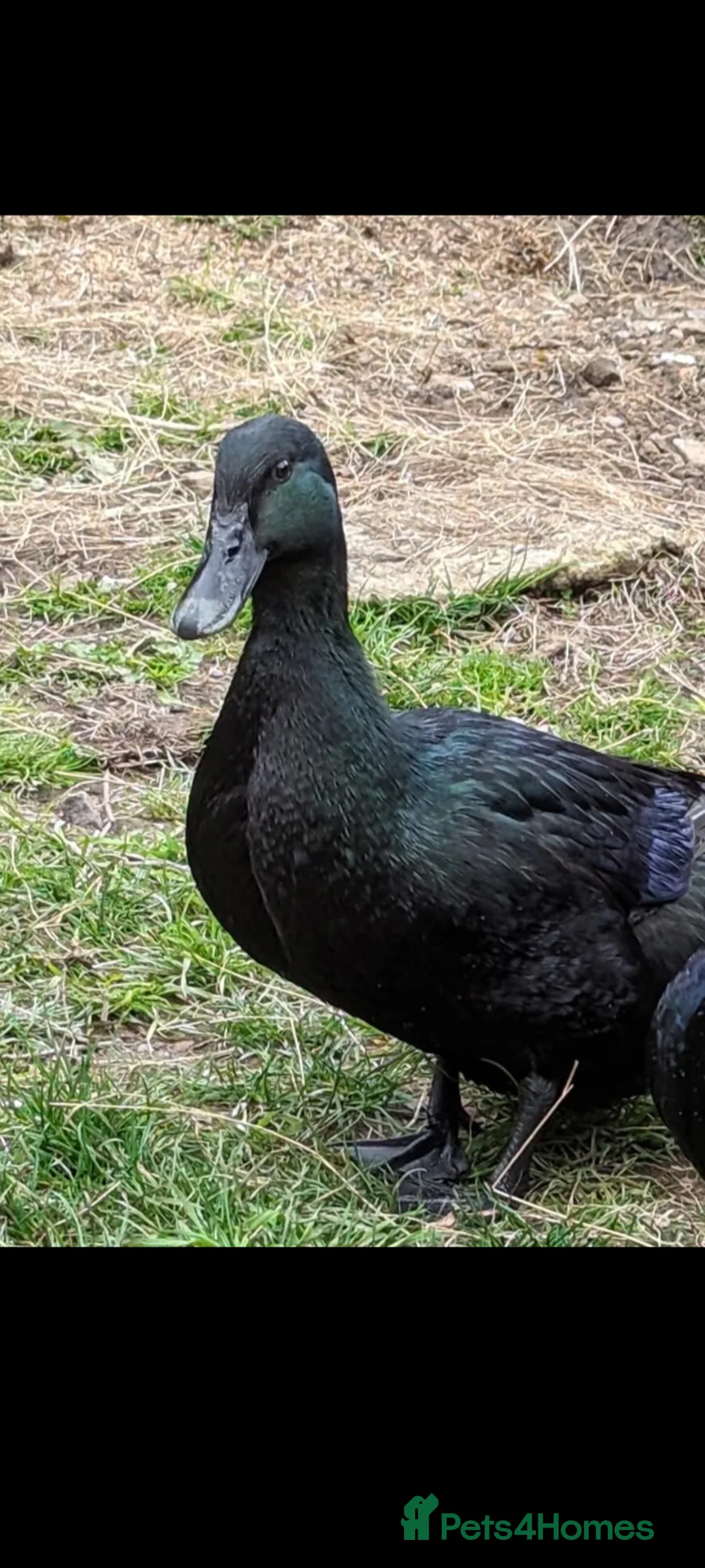 Ducks poultry for sale: Cayuga duck hatching eggs x 30  in Blackwood - Advert 1
