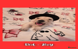 Goldador dogs for sale: Goldador puppies - Image 13