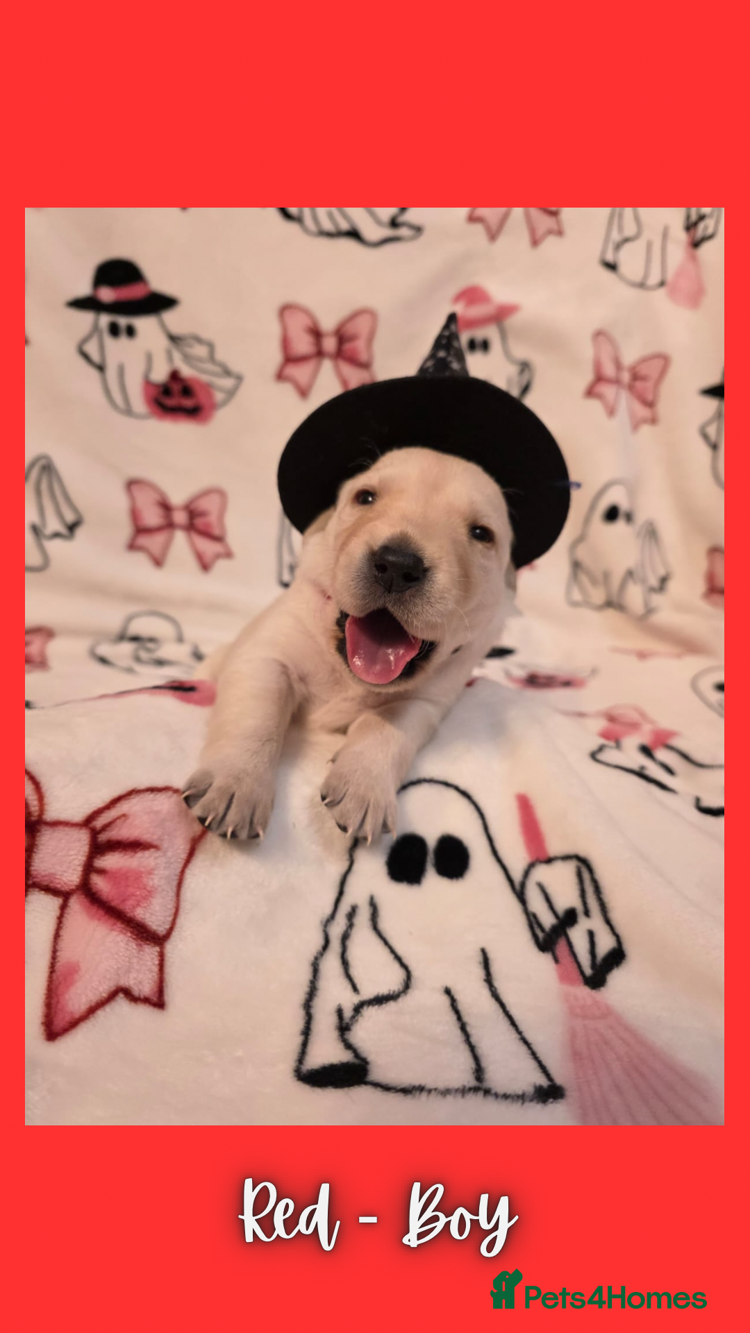 Goldador dogs for sale: Goldador puppies - Image 13