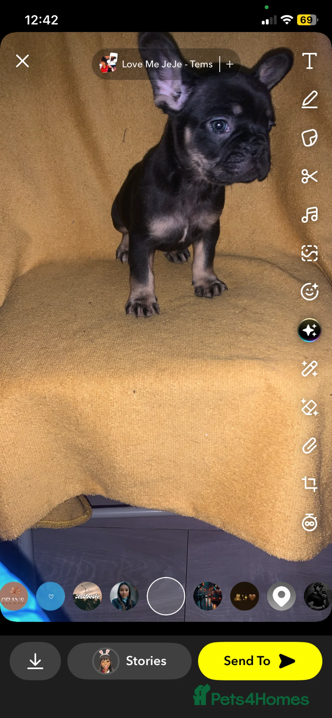 French Bulldog dogs for sale: Stunning French bulldog puppy's for sale  - Advert 3