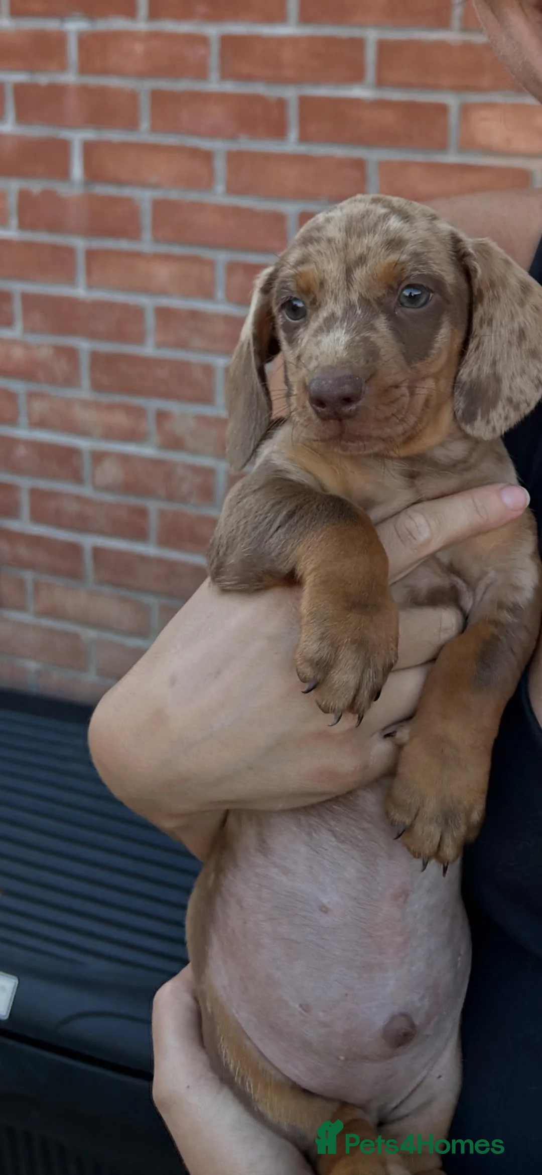 Dachshund dogs for sale: Short haired Puppy dachshund chocolate/tan/cream  - Advert 4