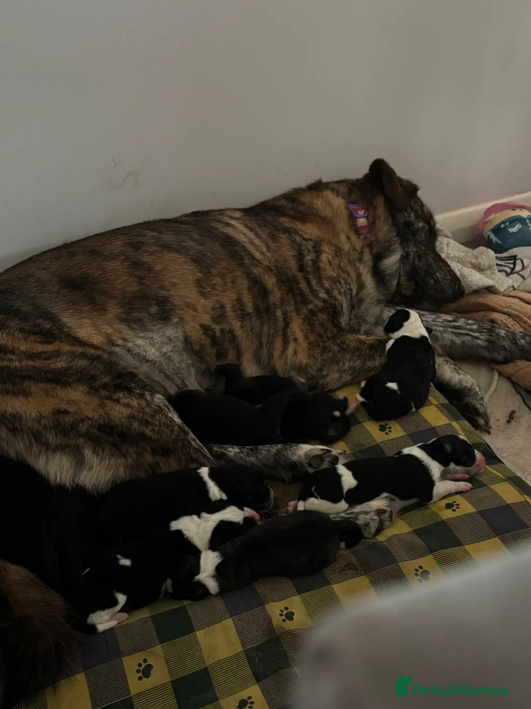 Mixed Breed dogs for sale: Border collie x golden retriever/Japanese akita in Chesterfield - Advert 1