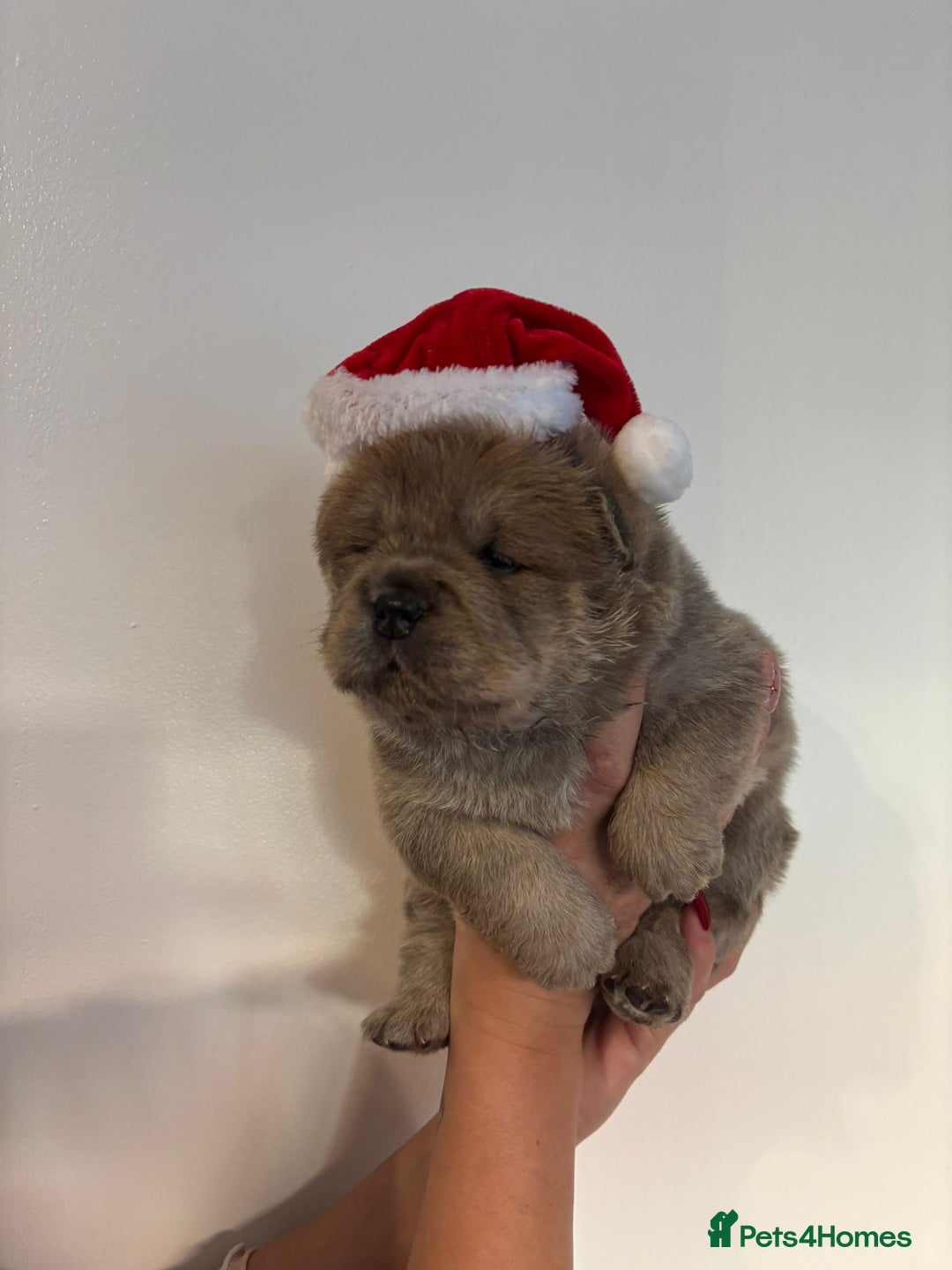 Chow Chow dogs for sale: KC reg chow chows ready to leave 24 dec! REDUCED - Advert 7