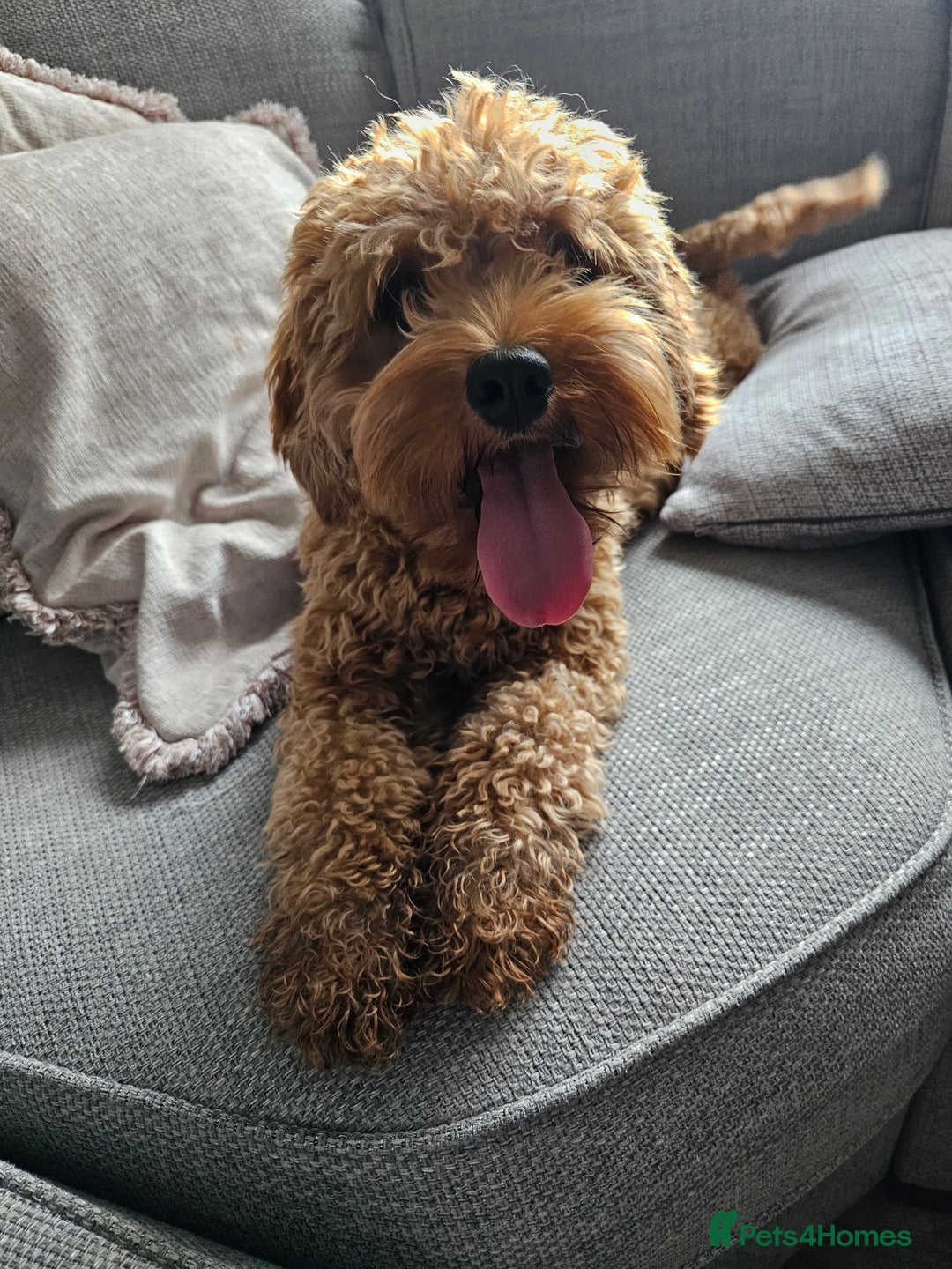 Cavapoo dogs for sale: Red F1B Toy Cavapoos - Image 12