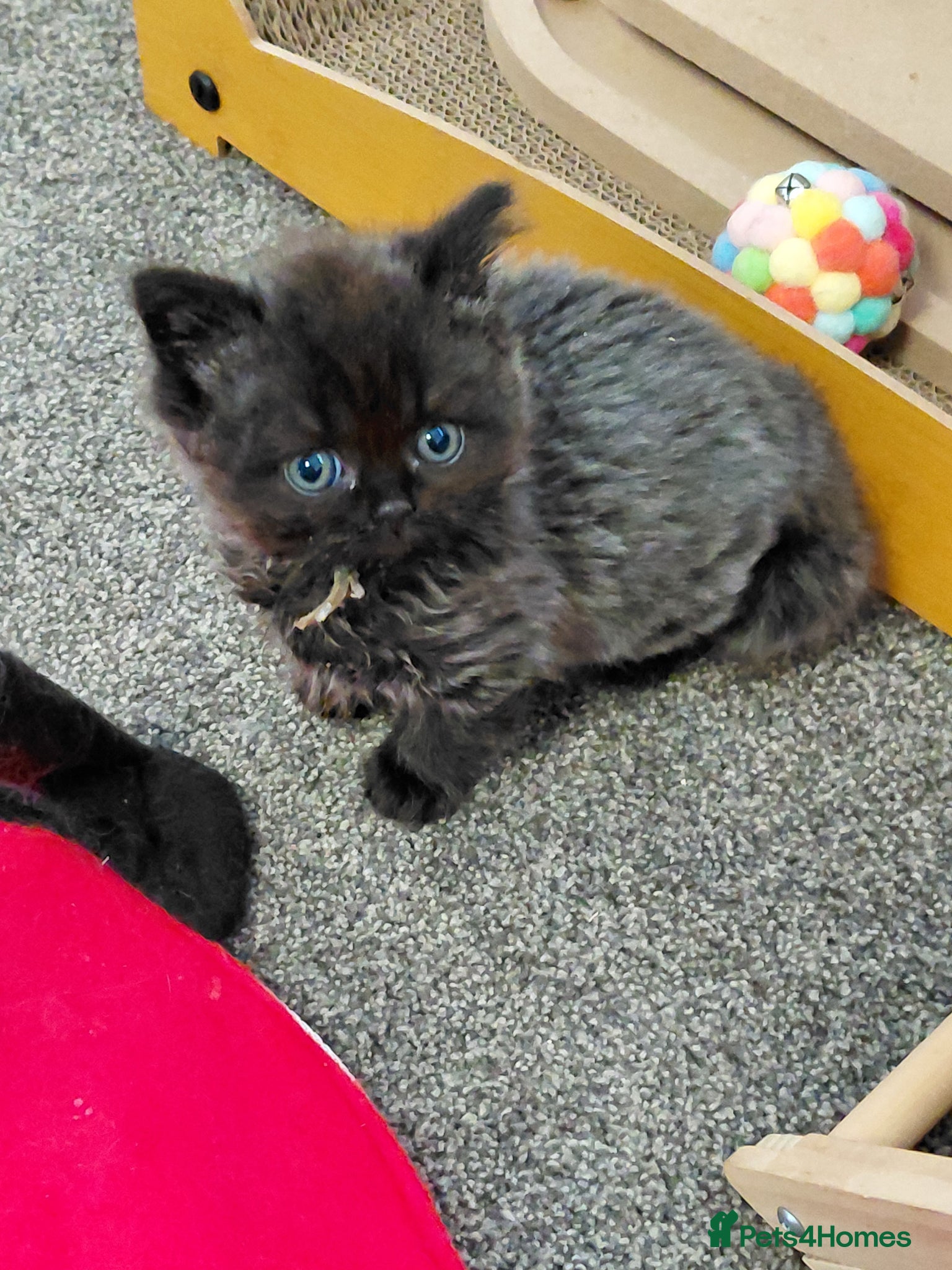 British Longhair cats for sale: 2 longhair 1 short chocolate boys  - Advert 5