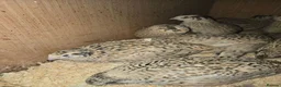 Quail poultry for sale: XXXL Quail, Jumbo type - Advert 5