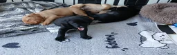 Labrador Retriever dogs for sale: Beautiful KC Registered Labrador Retreivers  - Advert 11