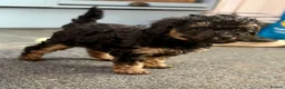 Toy Poodle dogs for sale: 3 Stunning Phantom KC Toy Poodle Puppies - Advert 8