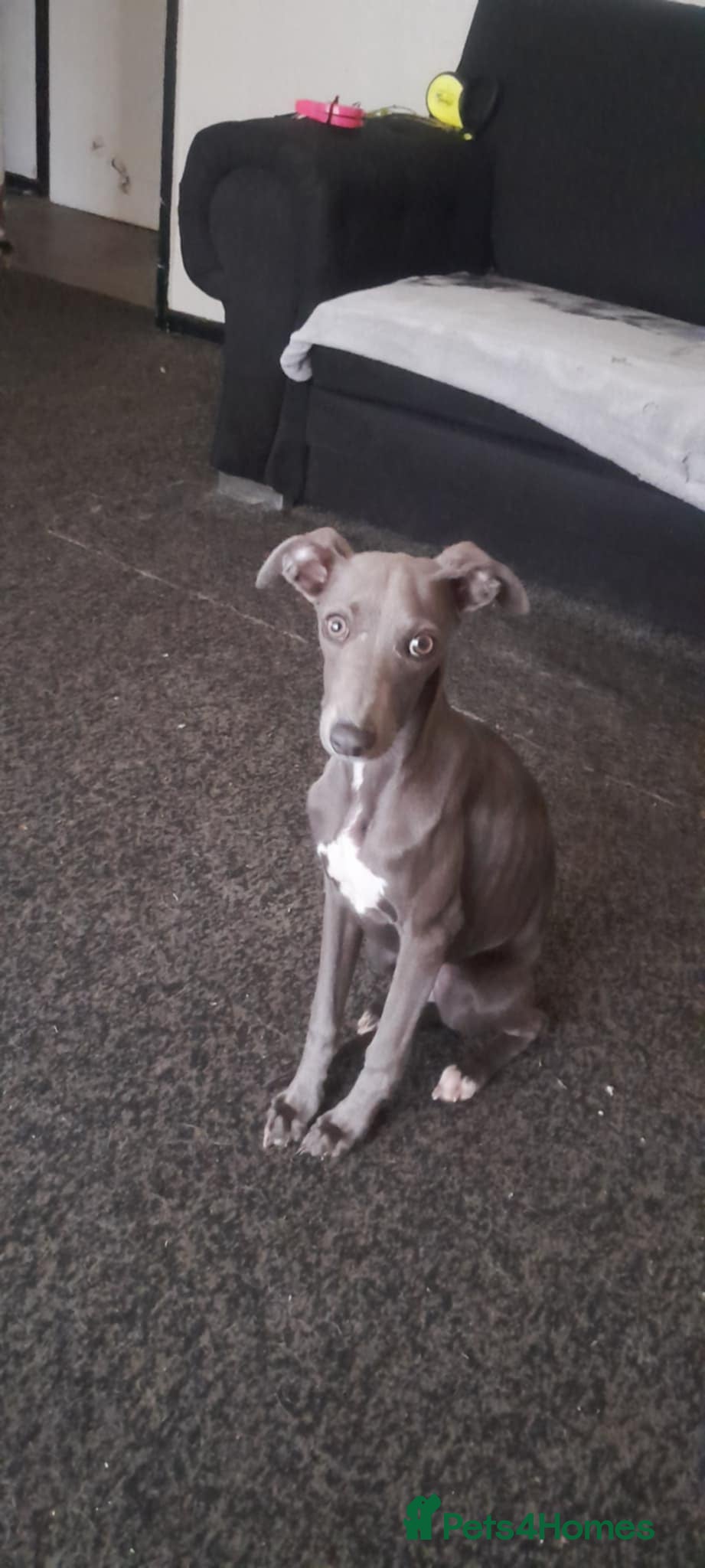 Whippet dogs Blue girl available  - Advert 7