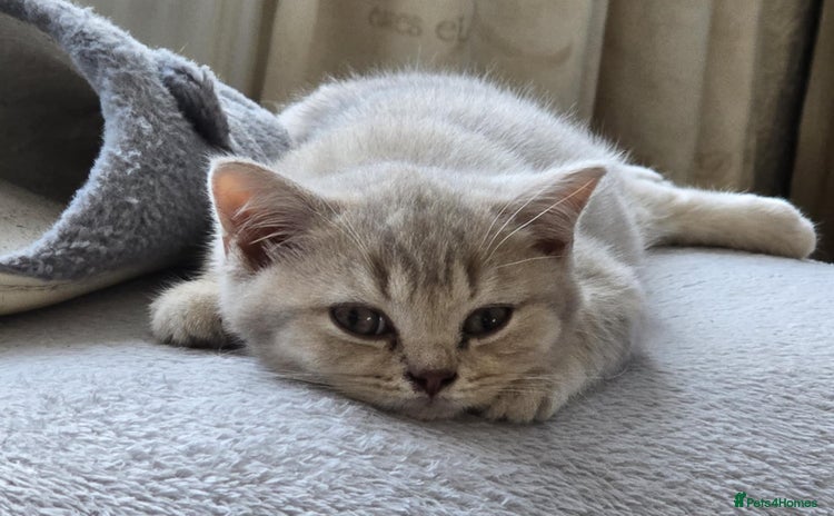 British Shorthair cats - Advert 2