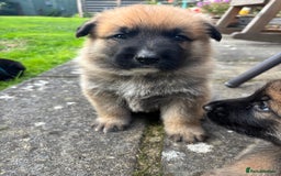 German Shepherd dogs for sale: German Shepherd puppies (Alsatian) - Image 3