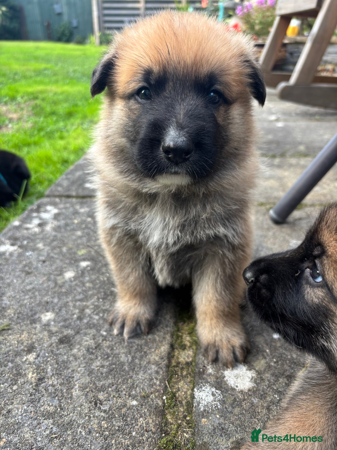 German Shepherd dogs for sale: German Shepherd puppies (Alsatian) - Image 3