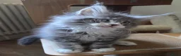 Maine Coon cats for sale: Outstanding quality Tica reg Mainecoon  - Advert 25