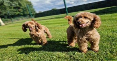 Miniature Poodle dogs 5 YEAR OLD RED MINIATURE POODLE FOR RETIRING HOME - Advert 8