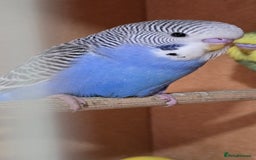Budgerigars birds for sale: Gorgeous baby budgies - Image 7