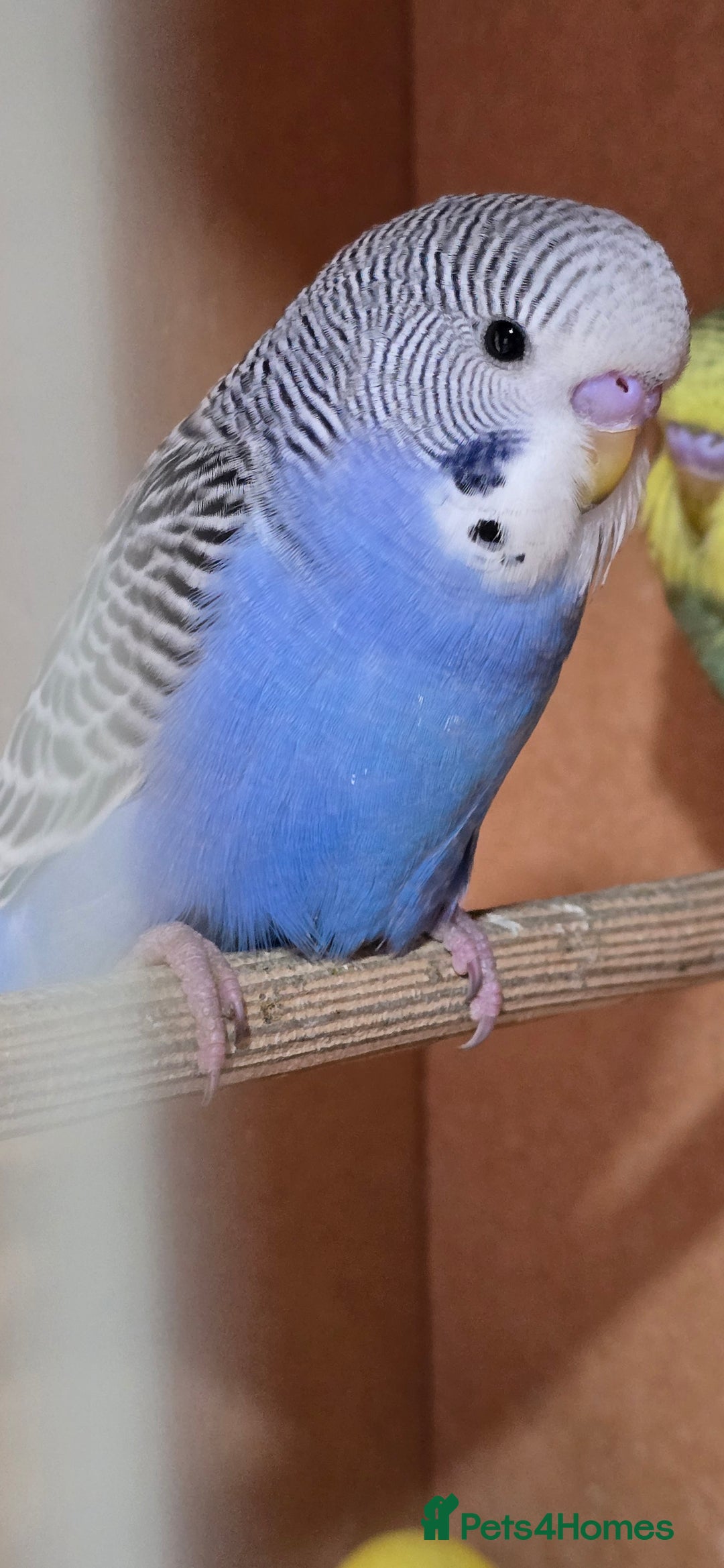 Budgerigars birds for sale: Gorgeous baby budgies - Image 7