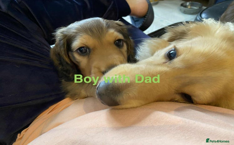 Miniature Dachshund dogs - Advert 3