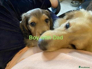 Miniature Dachshund dogs - Advert 34