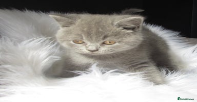 British Shorthair cats - Advert 8