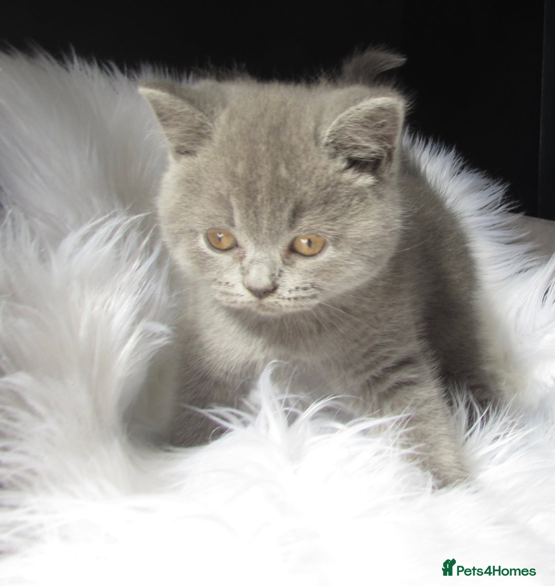 British Shorthair cats for sale: GCCF CHAMPION SIRED BRITISH SHORTHAIR LAST GIRL - Image 2