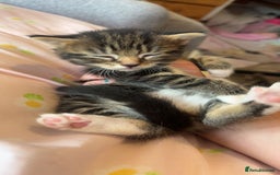 Mixed Breed cats for sale: Mixed breed fluffy kittens.  - Image 12