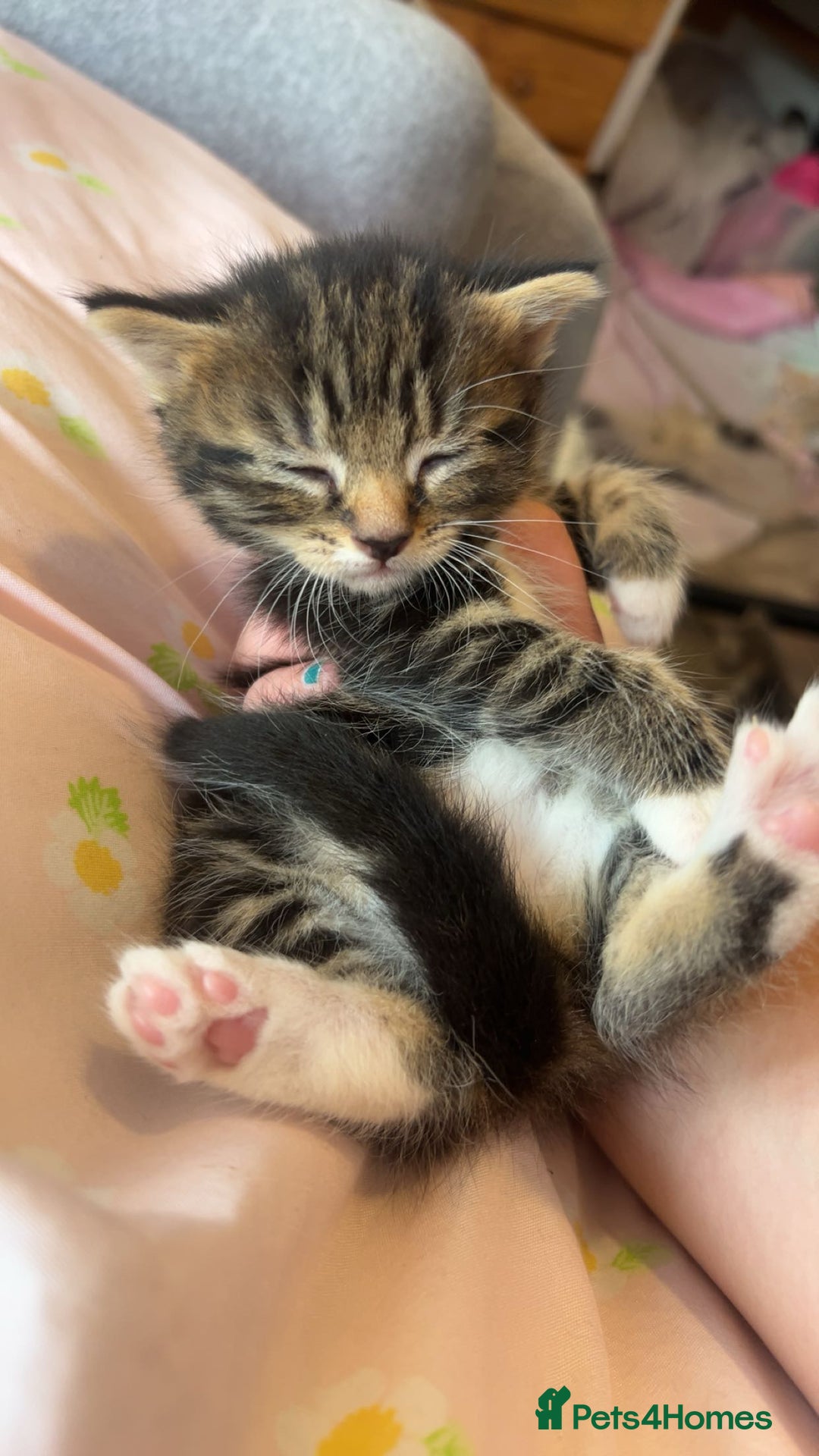 Mixed Breed cats for sale: Mixed breed fluffy kittens.  - Image 12