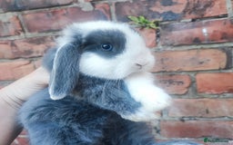 Mini Lop rabbits for sale: Baby mini lop bunnies - Image 2