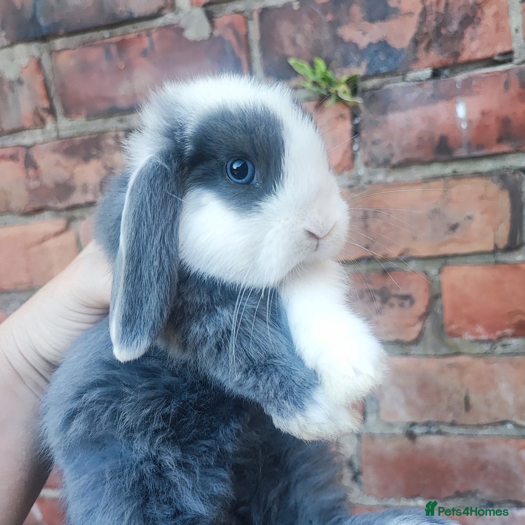 Mini Lop rabbits for sale: Baby mini lop bunnies - Image 2