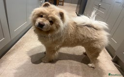 Chow Chow dogs for sale: Teenage friendly Chow - Image 1