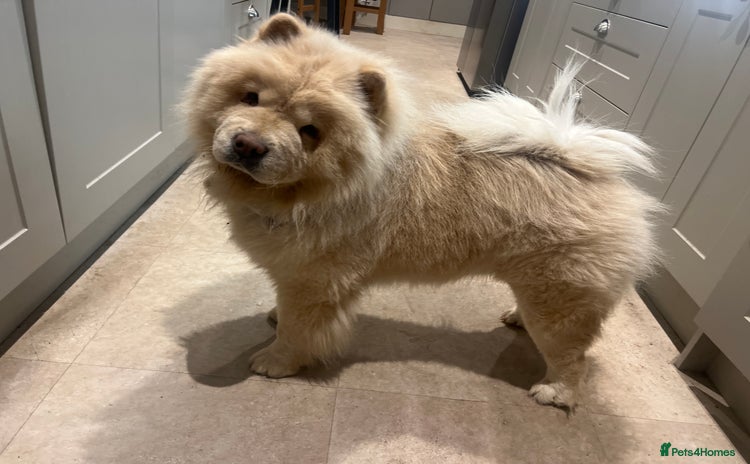 Chow Chow dogs - Advert 2