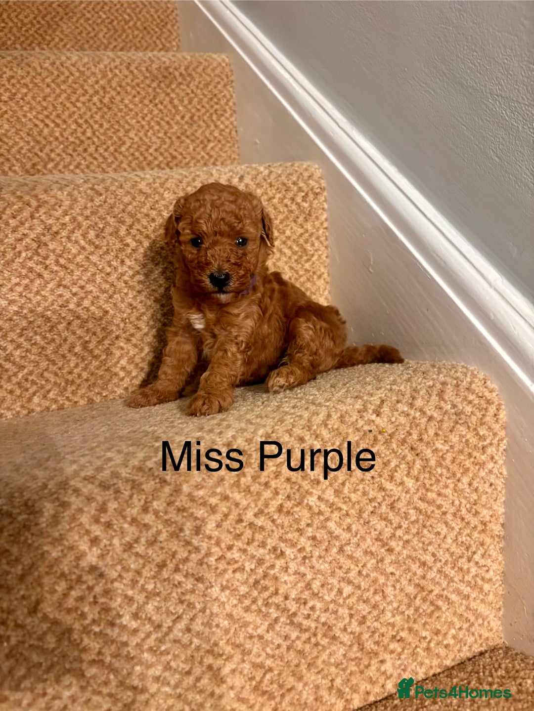 Cavapoo dogs for sale: X5 Beautiful F1b Cavapoo puppies remaining  - Advert 5