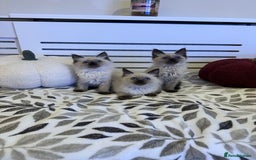 Ragdoll cats for sale: 3 brothers ready for forever homes pure Ragdoll - Image 2