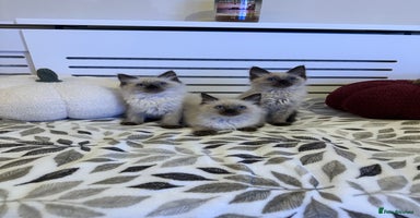 Ragdoll cats - Advert 13