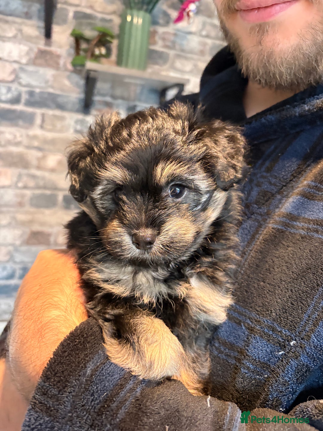 Mixed Breed dogs for sale: Cockapoo cross Pomeranian puppies for sale - Advert 10