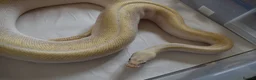 Python Snake reptiles for sale: Adult Female BEL Royal / Ball Python in Bristol - Advert 6