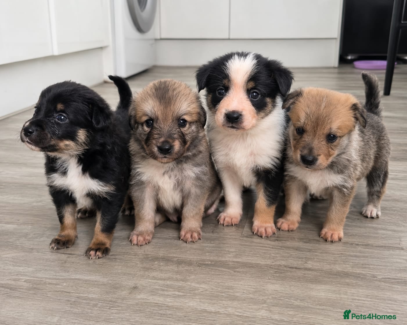 Mixed Breed dogs Gorgeous Border Collie Cross Puppies - Advert 16