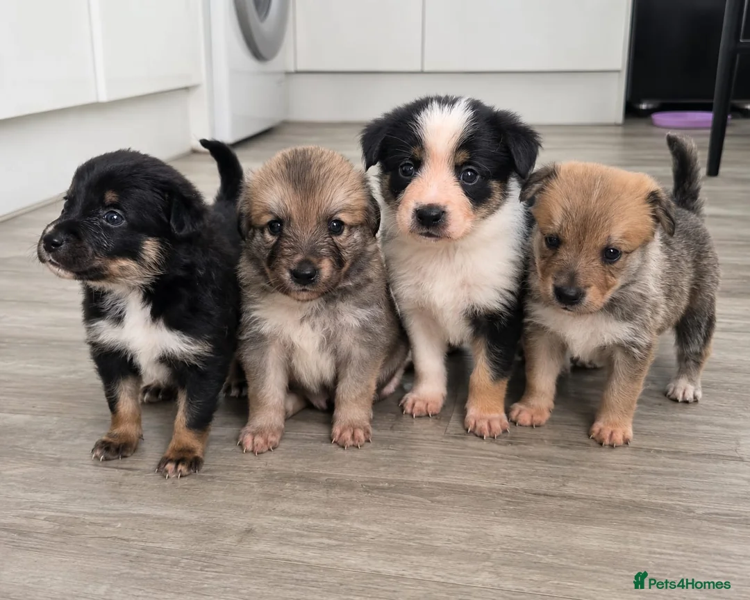 Mixed Breed dogs for sale: Gorgeous Border Collie Cross Puppies - Advert 1