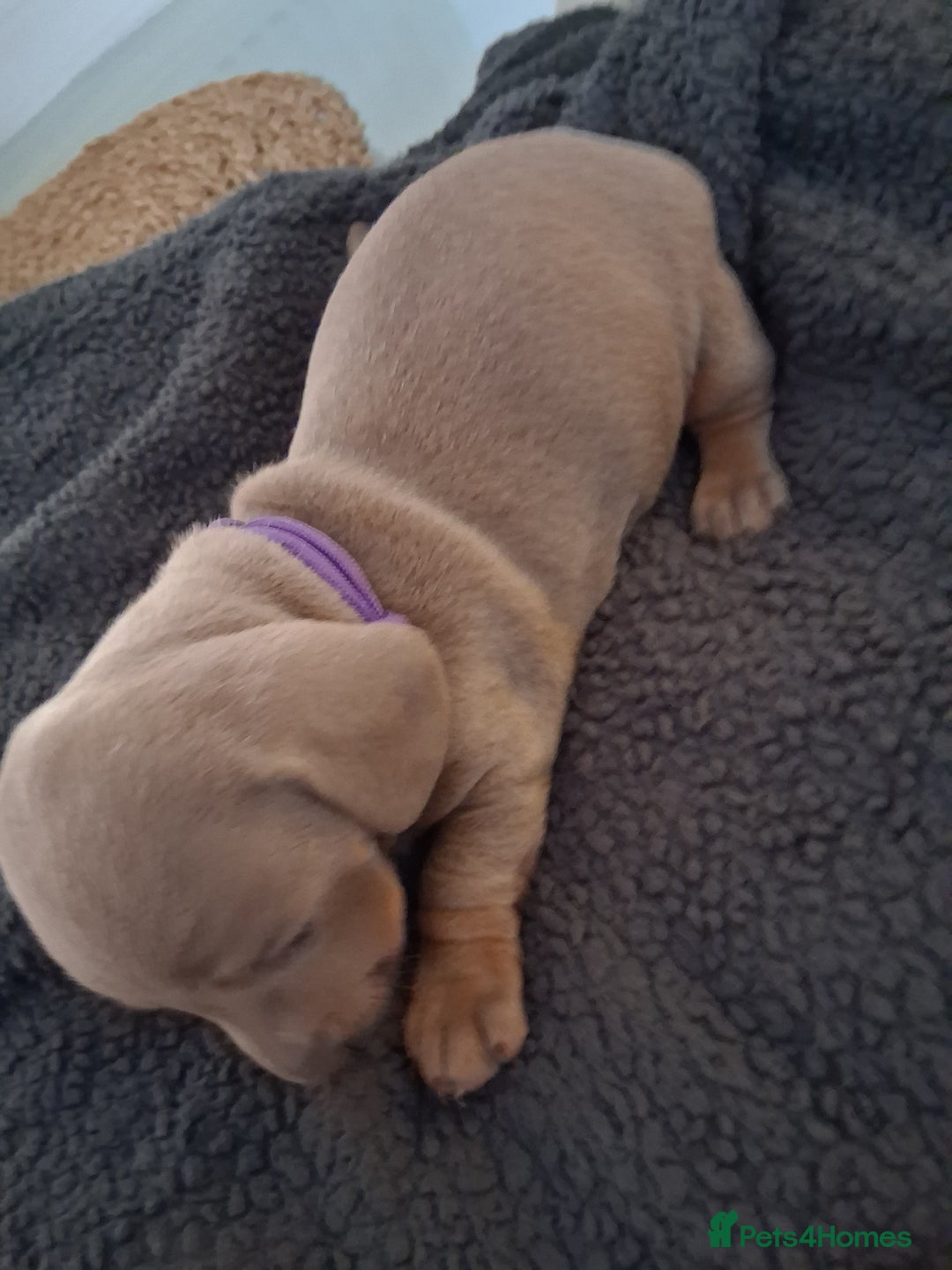 Miniature Dachshund dogs for sale: Miniture dachhund - Advert 9