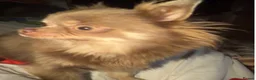 Chihuahua dogs for sale: Tiny stunning Russian Chihuahua’s   - Advert 16