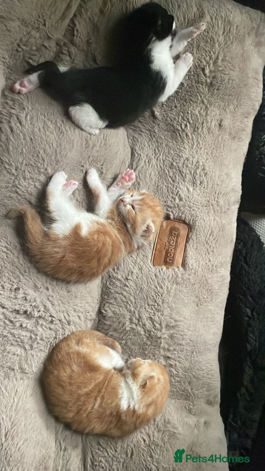 Mixed Breed cats Beautiful Litter of Mixed Breed Kittens - Advert 20