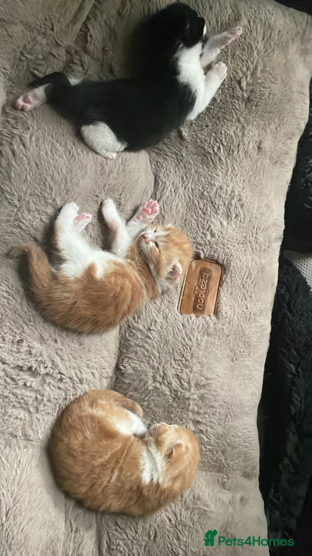 Mixed Breed cats for sale: Beautiful Litter of Mixed Breed Kittens - Advert 1