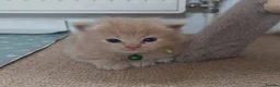 Ragdoll cats for sale: X6 Beautiful Ragdoll/Persian "Perdoll" Kittens - Advert 6