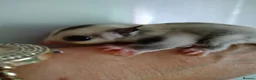 Sugar Glider rodents for sale: Stunning sugar gliders  - Advert 12
