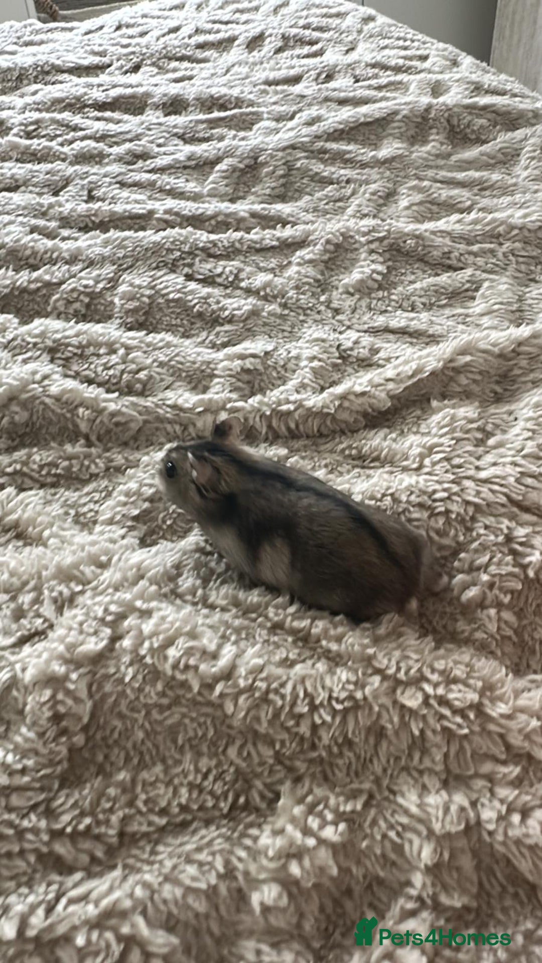 Hamster rodents for sale: Honey the hamster  - Advert 5