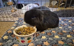 Mini Lop rabbits for sale: 💙 Baby Minilops Ready 25th💙  - Image 4