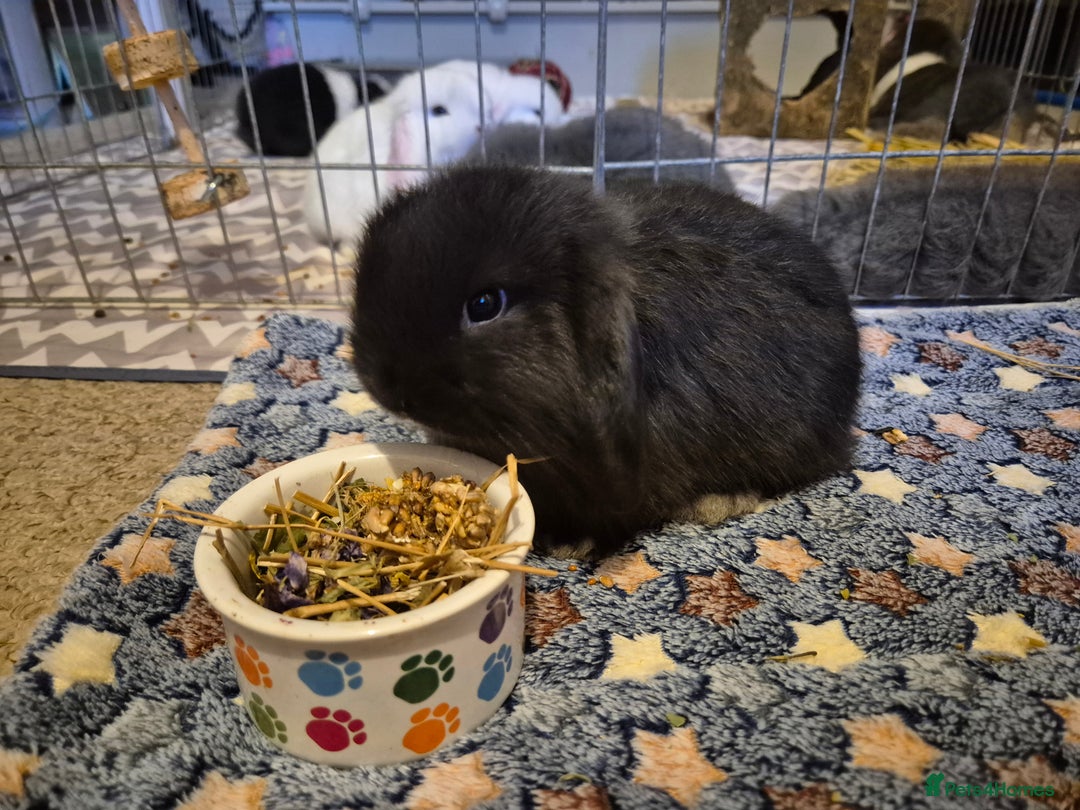 Mini Lop rabbits for sale: 💙 Baby Minilops Ready 25th💙  - Image 4