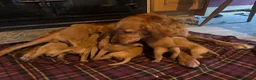 Goldador dogs for sale: Stunning Goldador puppies  - Advert 6