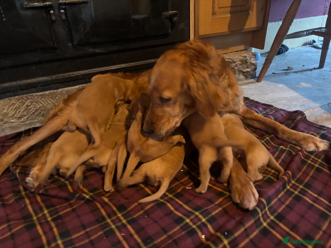 Goldador dogs for sale: Stunning Goldador puppies  - Advert 6