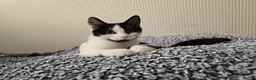 Turkish Angora cats for sale: Friendly kittens-male and female - Advert 8